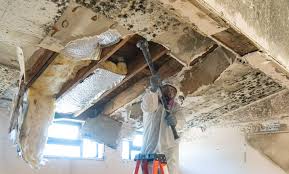 Why You Should Choose Our Mold Remediation Services in Duboistown, PA